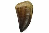 Fossil Mosasaur (Prognathodon) Tooth - Top Quality #114154-1